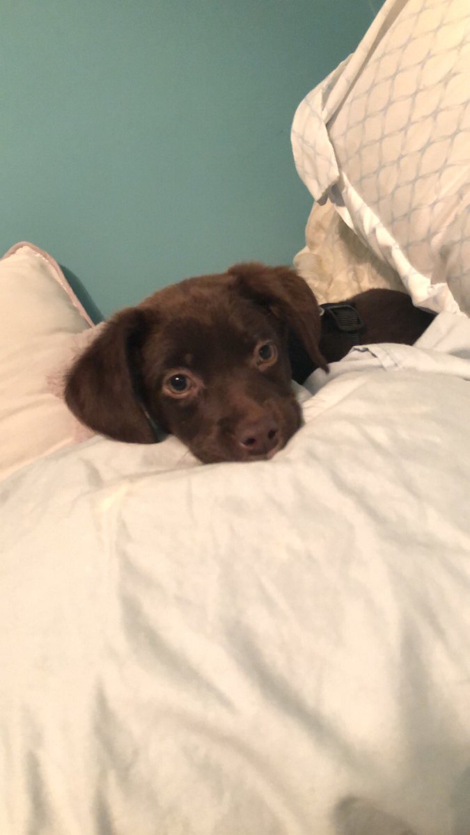camrynxxo's tweet photo. I have the cutest puperz ever https://t.co/KbUo4qanLK