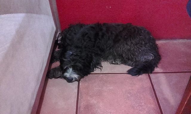 GIVA_GYE's tweet photo. SE BUSCAN LOS DUEÑOS.. Nos llegó el caso de ese perrito, lo encontraron perdido en Mucho lote 1 por la escuela Republica de peru, parece ser de casa. Está bien cuidado. Estamos buscando sus dueños! Contacto: 0987307889 https://t.co/HUngYeUpHw https://t.co/Qkl9mVy522