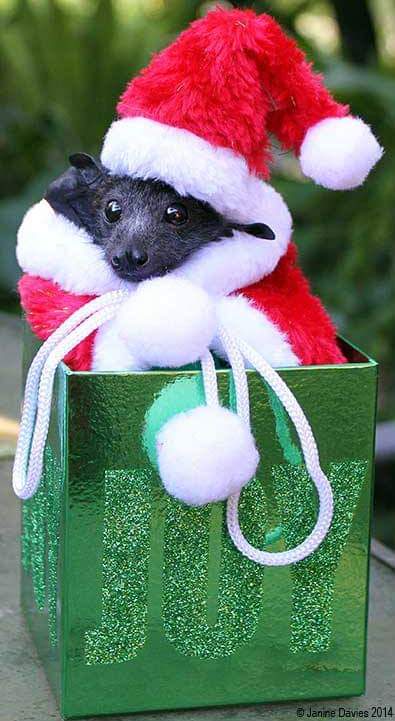 MERRY CHRISTMAS!! Here's a santa bat!