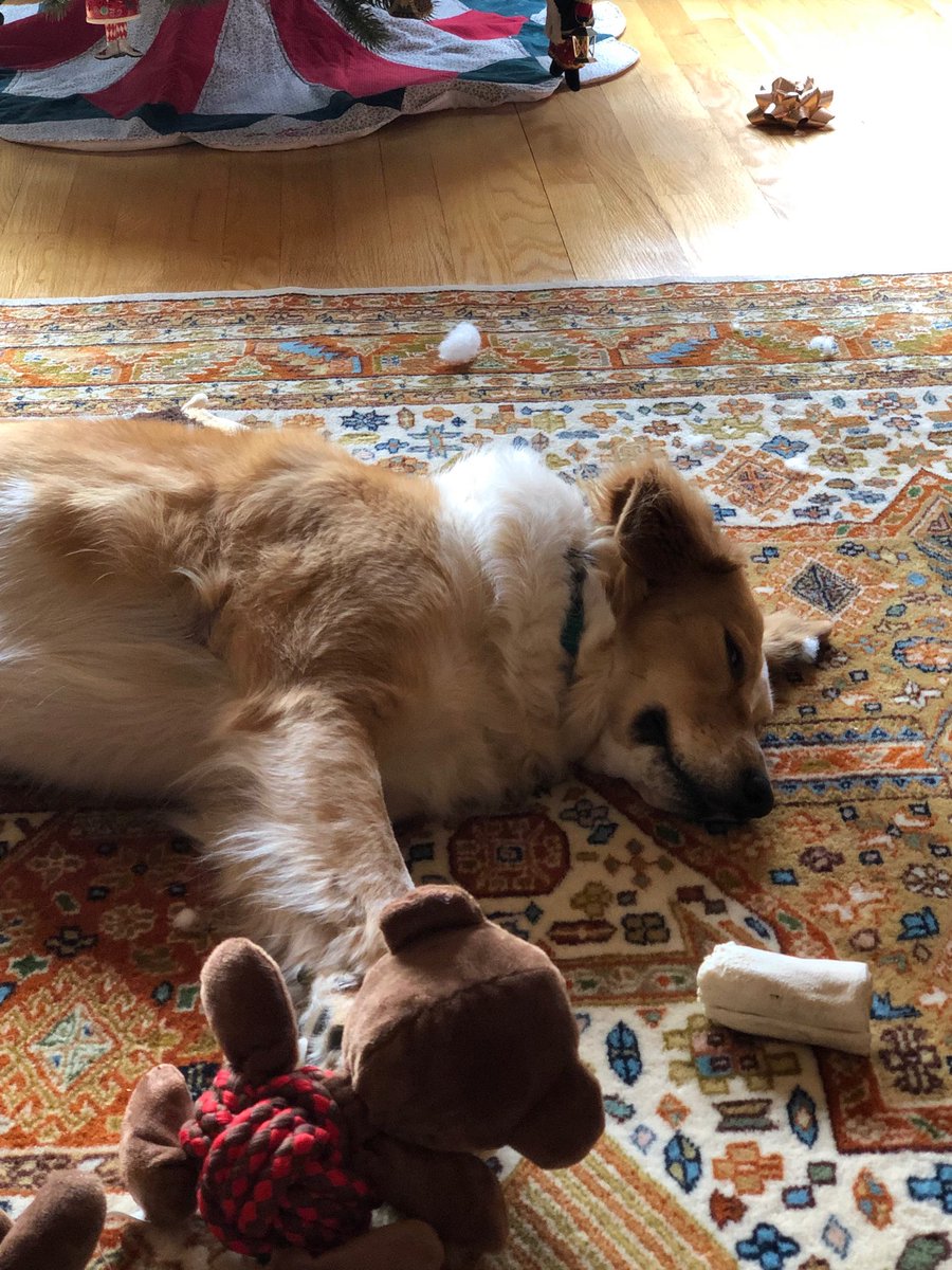 L_Konkol's tweet photo. What a Christmas!!!            #dog #ChristmasDay2018 #Christmas2018 #DogLover https://t.co/dvQ6GeApG2
