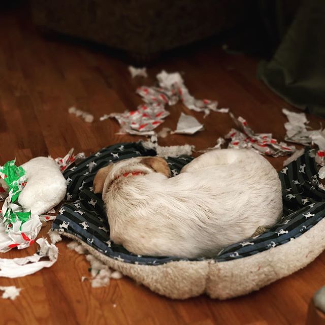 CarrieJKeenan's tweet photo. #babysfirstchristmas was a complete success! I think he may have liked the paper slightly more than the gifts... but he was a good, good boy for like 82% of the day! 🎅🏻 #dogsofinsta #bordercollie #bluehealer #huskymix #puppiesofig #maxforgood #barkbusters https://t.co/7LPYVk6XIQ https://t.co/BmuJyj6s8k