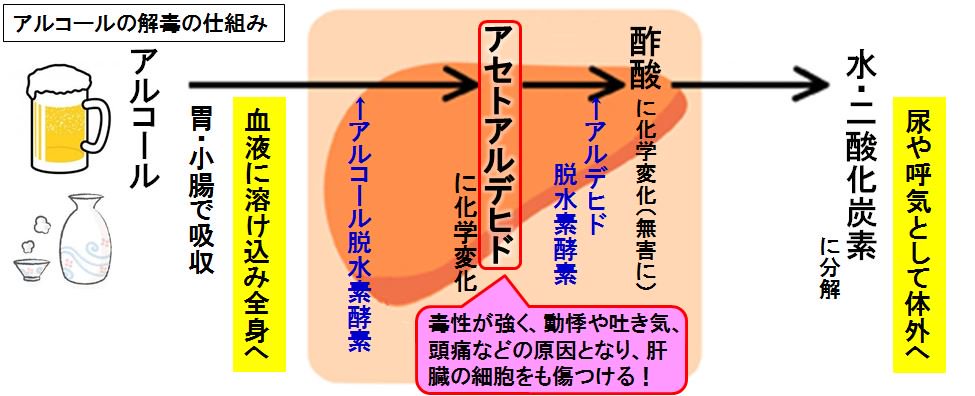 いきいきメディカ V Tvittere 肝臓水解物の働き 肝細胞を保護する 血流を改善し 肝機能を強化する 肝臓組織へ必要な栄養を与え 細胞の再生を促進する 肝細胞の線維化 隙間を埋める組織の異常繁殖 を抑制する ビタミンｂ12 葉酸を豊富に含有し