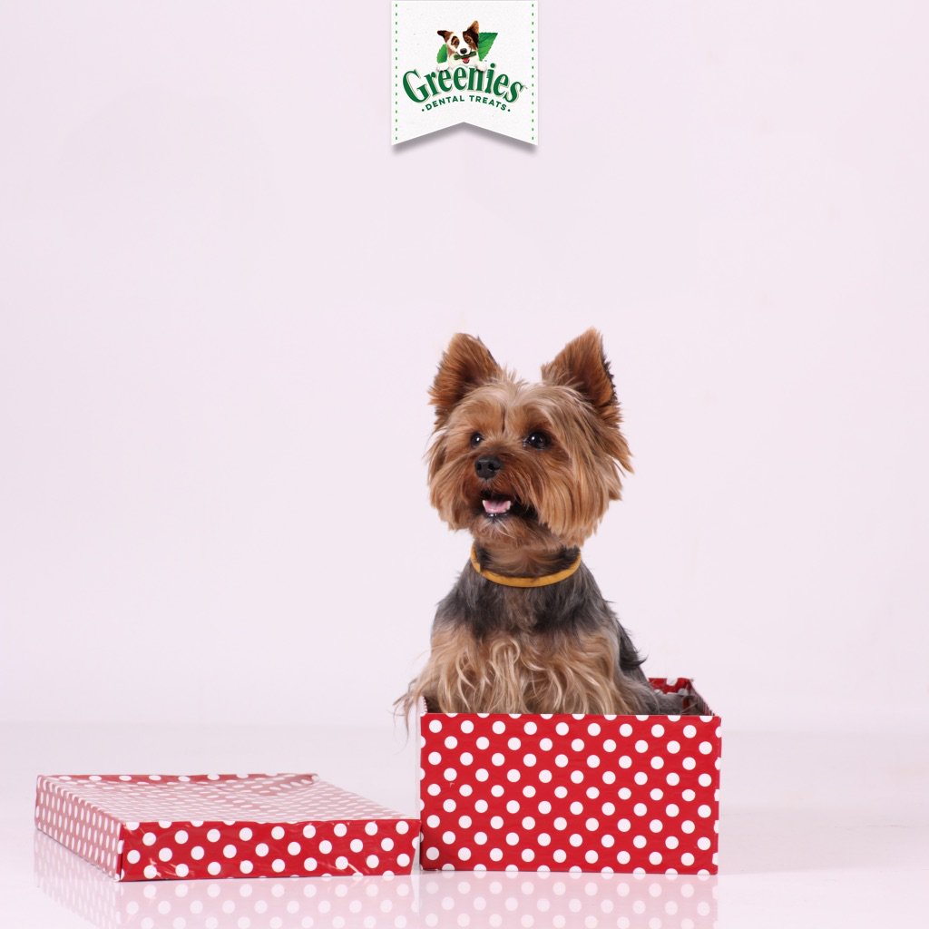 Whose Christmases all came at once yesterday with all the new toys (a.k.a boxes) in the house?! Wishing you lots of fun and tasty treats today!