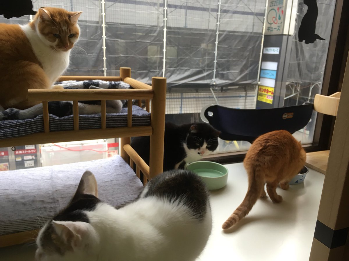 ねこのおうち 保護猫カフェ こんにちは 今日も元気いっぱい開店中です 看板が小さくなって 分かりづらいかもしれませんが ちゃんと営業しております どうぞ もふ納めにいらしてくださいませ X 保護 猫カフェ 猫カフェ 猫 ねこの ねこのおうち 保護猫カフェ こんにちは 今日も元気いっぱい開店中です 看板が小さくなって 分かりづらいかもしれませんが ちゃんと営業しております どうぞ もふ納めにいらしてくださいませ X 保護 猫カフェ 猫カフェ 猫 ねこの