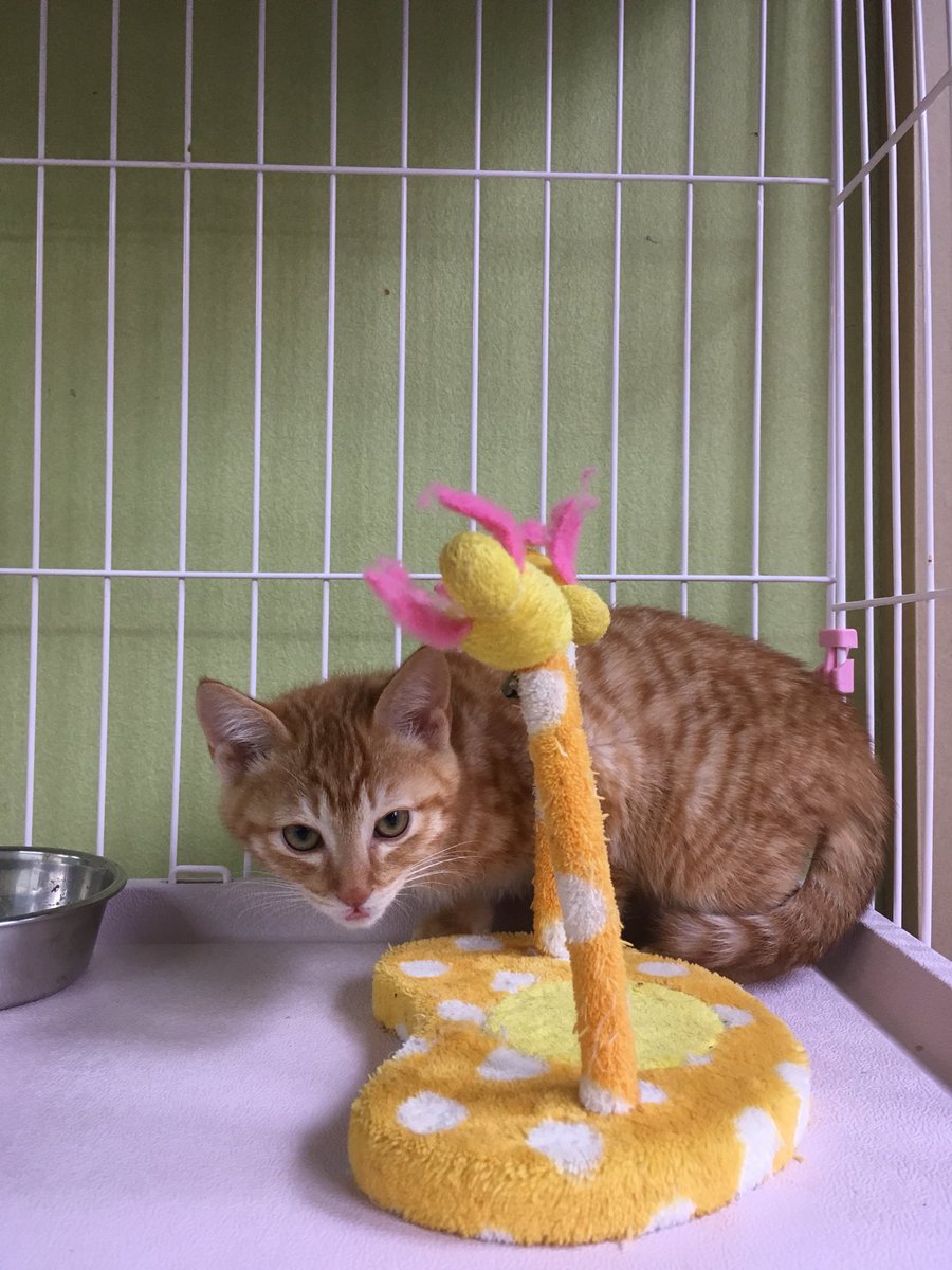 ねこのおうち 保護猫カフェ こんにちは 今日も元気いっぱい開店中です 看板が小さくなって 分かりづらいかもしれませんが ちゃんと営業しております どうぞ もふ納めにいらしてくださいませ X 保護 猫カフェ 猫カフェ 猫 ねこの ねこのおうち 保護猫カフェ こんにちは 今日も元気いっぱい開店中です 看板が小さくなって 分かりづらいかもしれませんが ちゃんと営業しております どうぞ もふ納めにいらしてくださいませ X 保護 猫カフェ 猫カフェ 猫 ねこの
