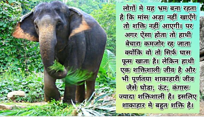 sandy70002's tweet photo. #MillionsPledgedToBeVeg
Millions of people get inspired by @Gurmeetramrahim and under his guidance they resist the intake of non-veg foods https://t.co/b5oqmE68ZM