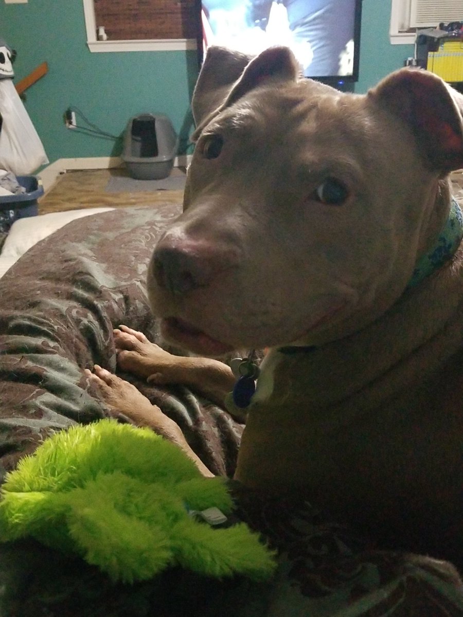 Embernvrbreaks's tweet photo. @falloutgurl4 @barkbox Right??? #maxforgood #TheGrinch he loves those toys :) https://t.co/KpUR3Gyt8J
