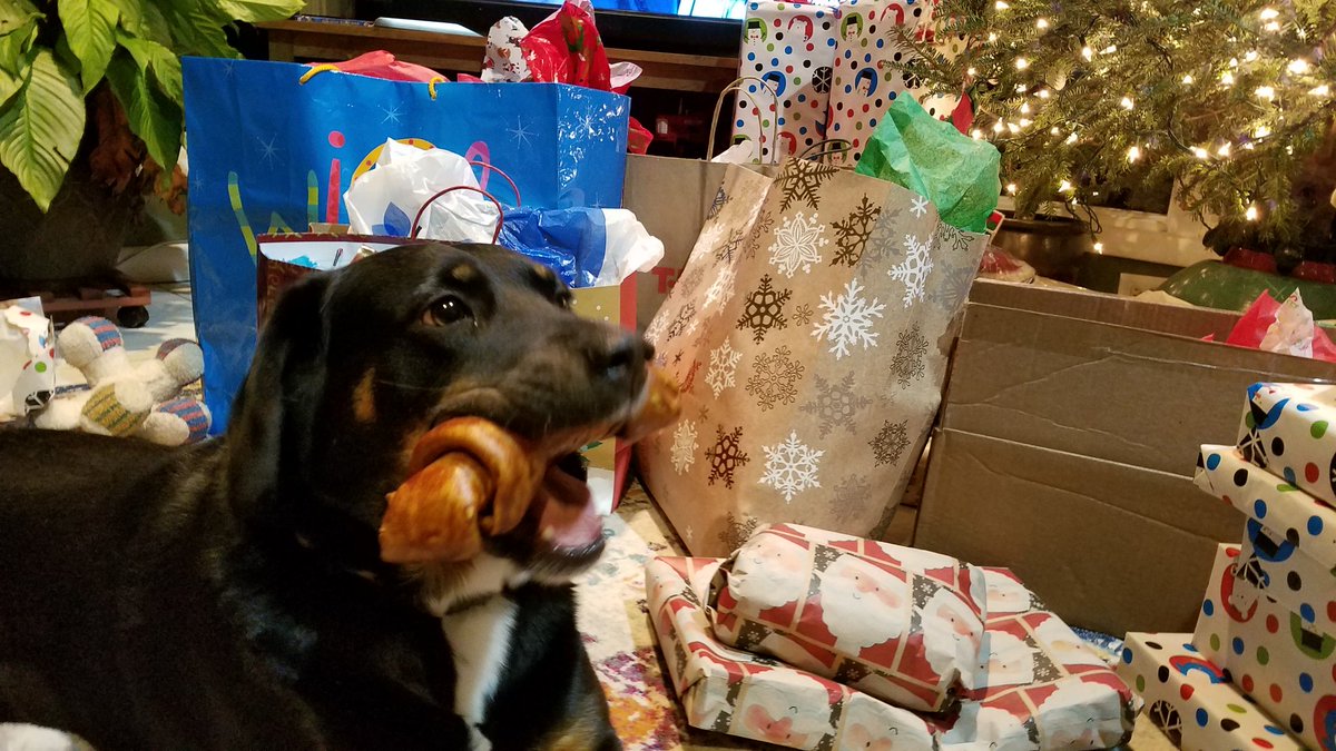 carriedb's tweet photo. Where Ellie spent her last Christmas is unknown. Thankful she is now by our tree forever #AdoptDontShop #PittCountyAnimalServices https://t.co/yNWnO6tVVU