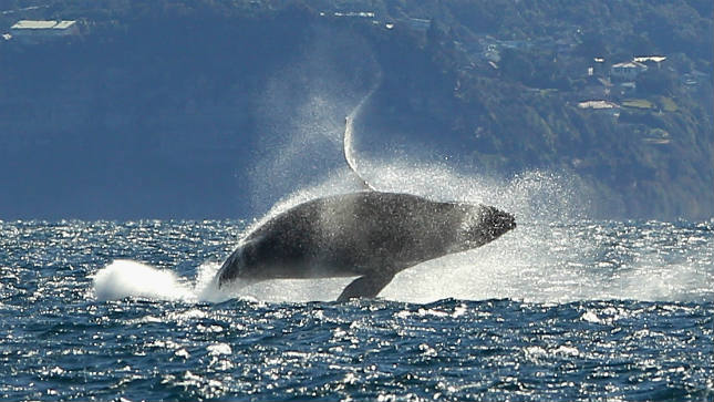 thehill's tweet photo. Japan to resume commercial whaling next year https://t.co/2RwDofa9Bk https://t.co/VorW77SOW8