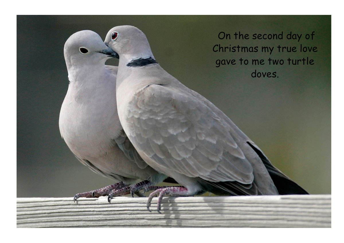On the second day of christmas my true love gave to me two turtle doves.
