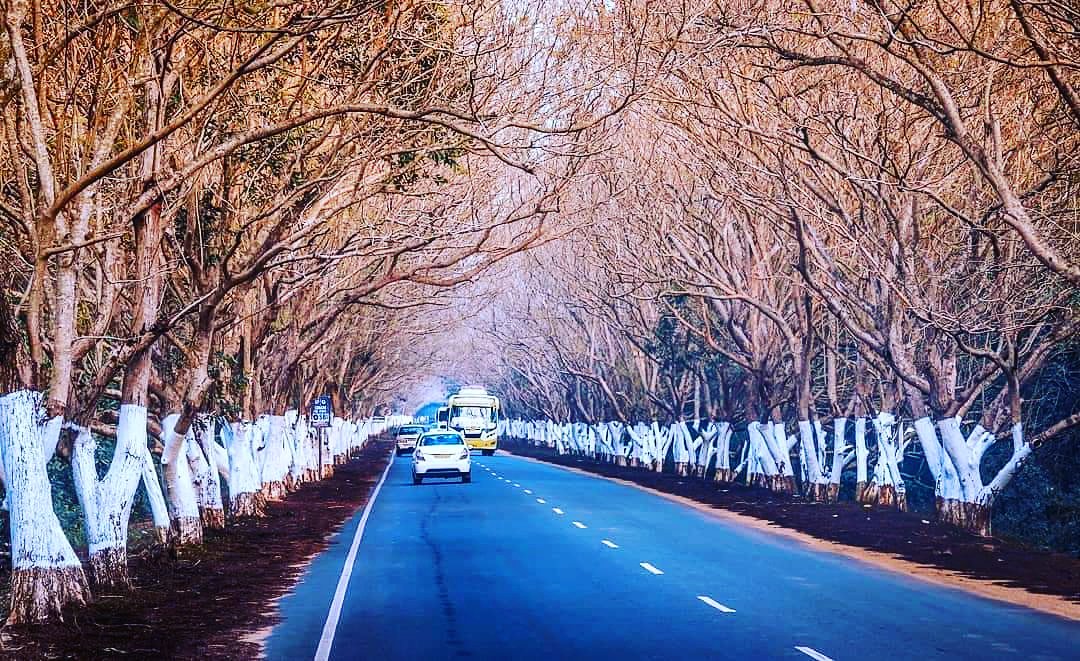 Through the woods
#trip #odishaclicks #travelgram #brown #beautifulroads #green #traveller #beauty #bike #follow #street #highway #canon #photographers_of_india #ig #streets #drive #instadaily #motorcycle #tree #travelblogger #instatravel #incredible_india #streetphotography