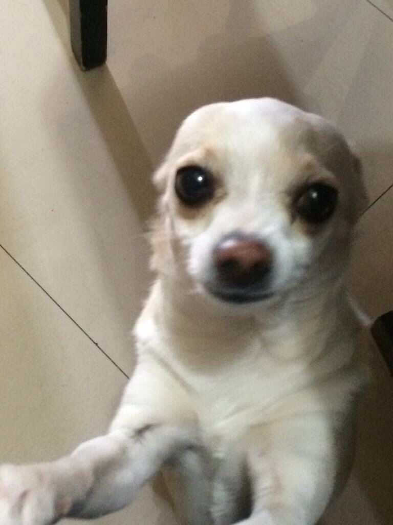 rociolabrada's tweet image. ATENCIÓN! Se perdió esta perrita Chihuahua anoche por Paseo de las Misiones, se llama “Niña”, si alguien la ve por favor avíseme, sus dueños están muy tristes 😓 pls RT!