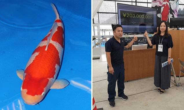 S Legend, seekor ikan koi dari varietas Kohaku, berhasil pecahkan rekor sebagai ikan termahal di dunia setelah laku dengan harga 203 juta yen atau sekitar Rp26,7 miliar.