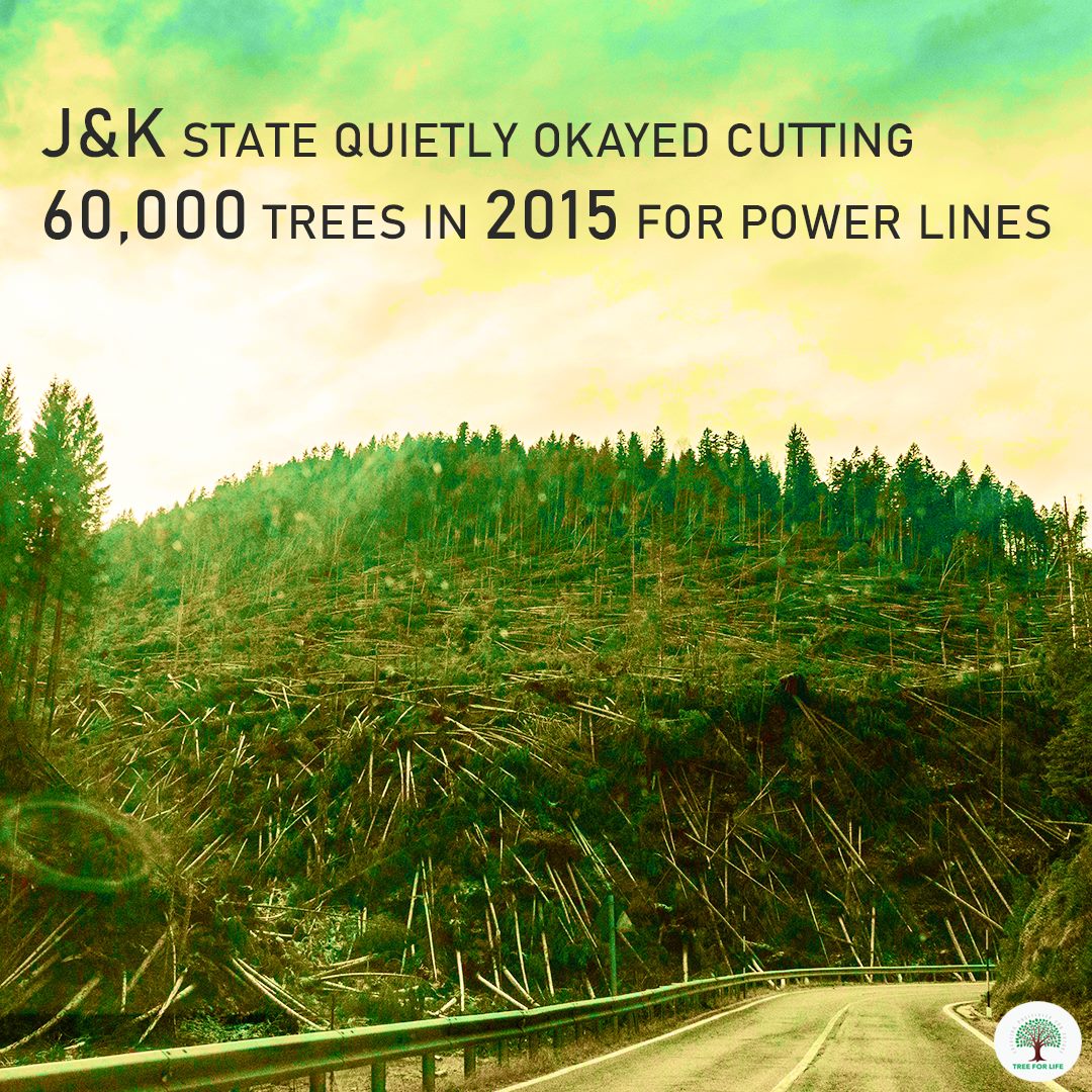 In 2015, the Jammu and Kashmir government quietly approved two proposals to #chop down thousands of #trees in the state. For months, towering #pines from Jammu to Kashmir were #axed to pave the way for transmission lines, needed to import more power to the power-deficit Valley.