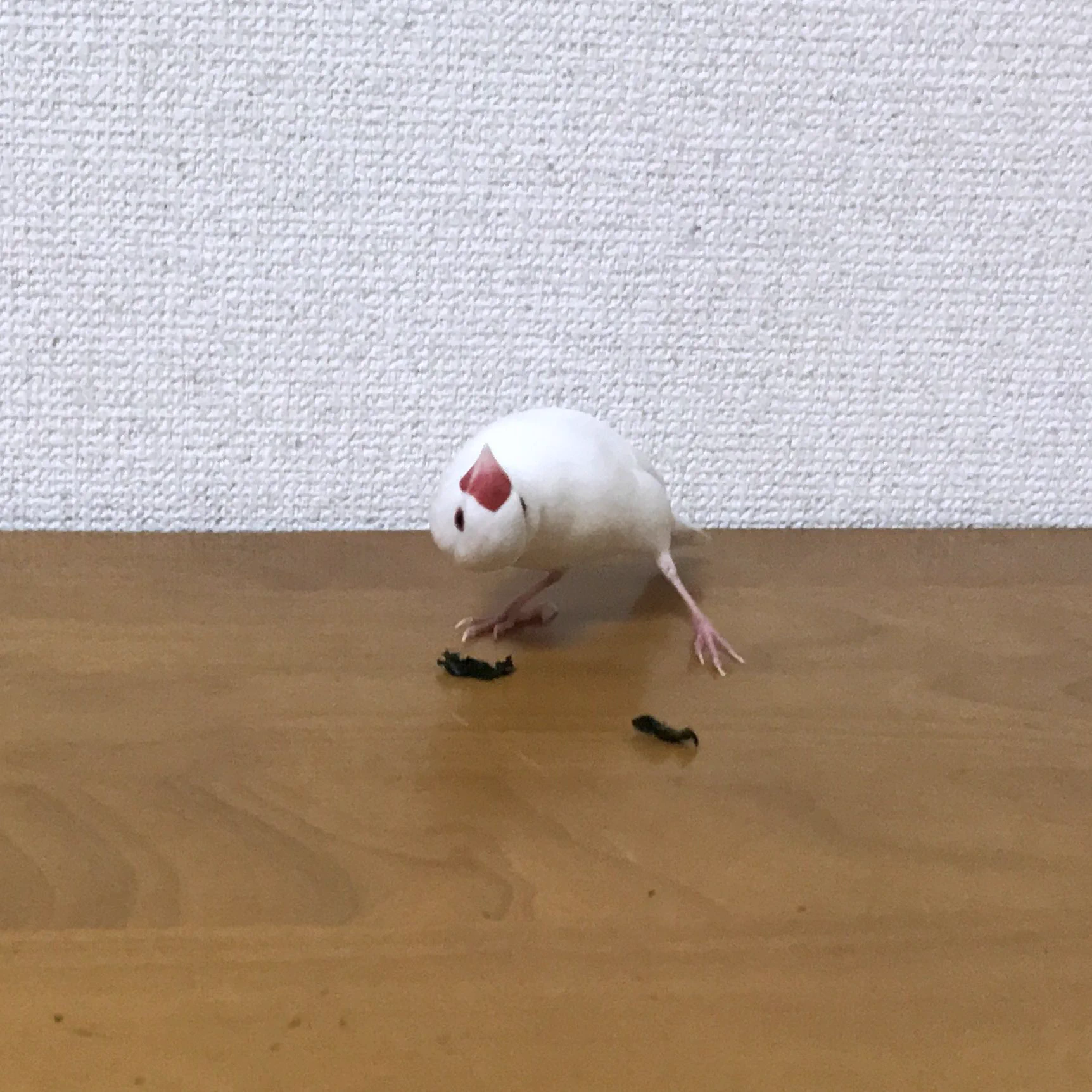 海苔が不思議で仕方ない文鳥さん！