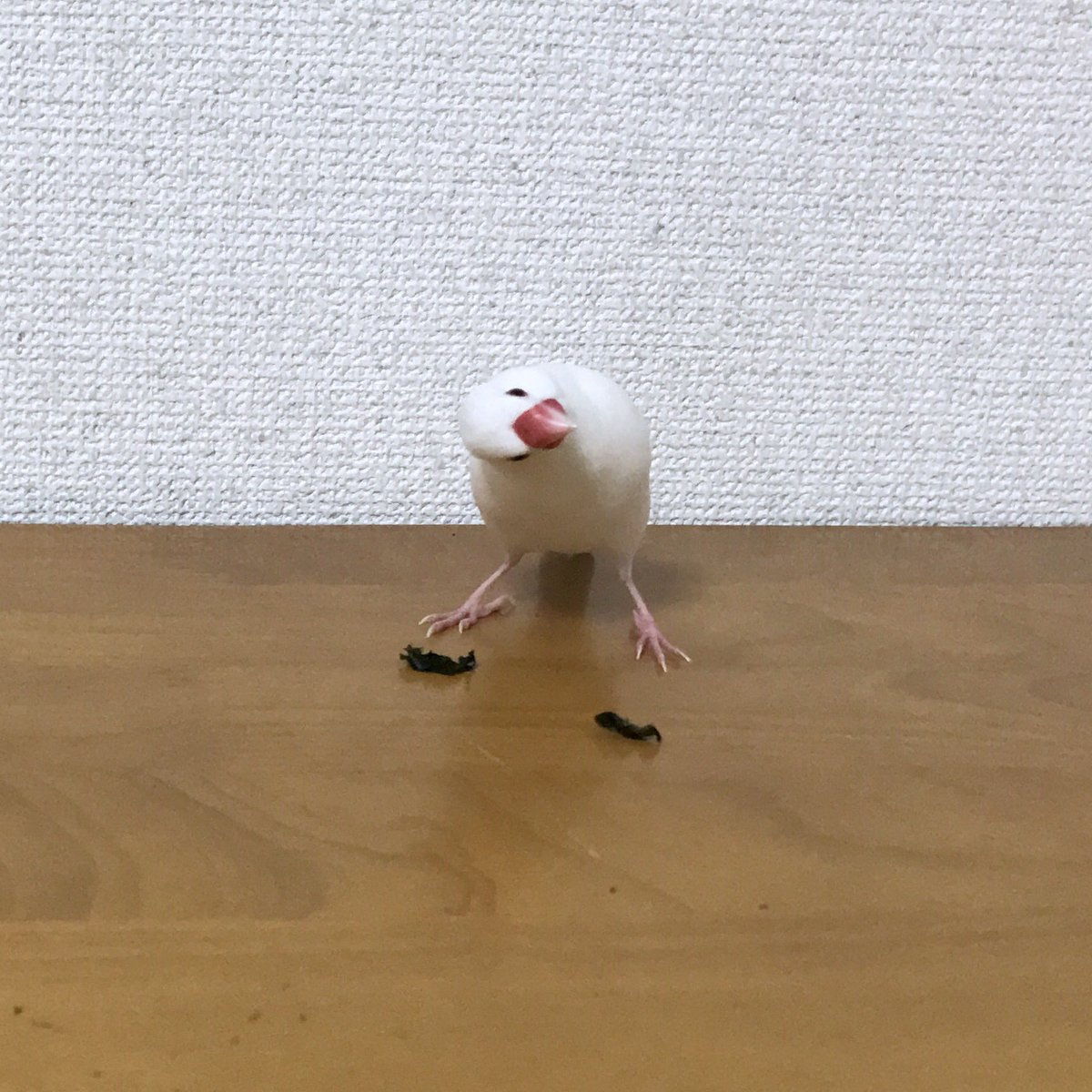 海苔を見た文鳥さんのリアクションがシュールすぎる 首取れちゃうよ 見たことない姿勢 Togetter 海苔を見た文鳥さんのリアクションがシュールすぎる 首取れちゃうよ 見たことない姿勢 Togetter