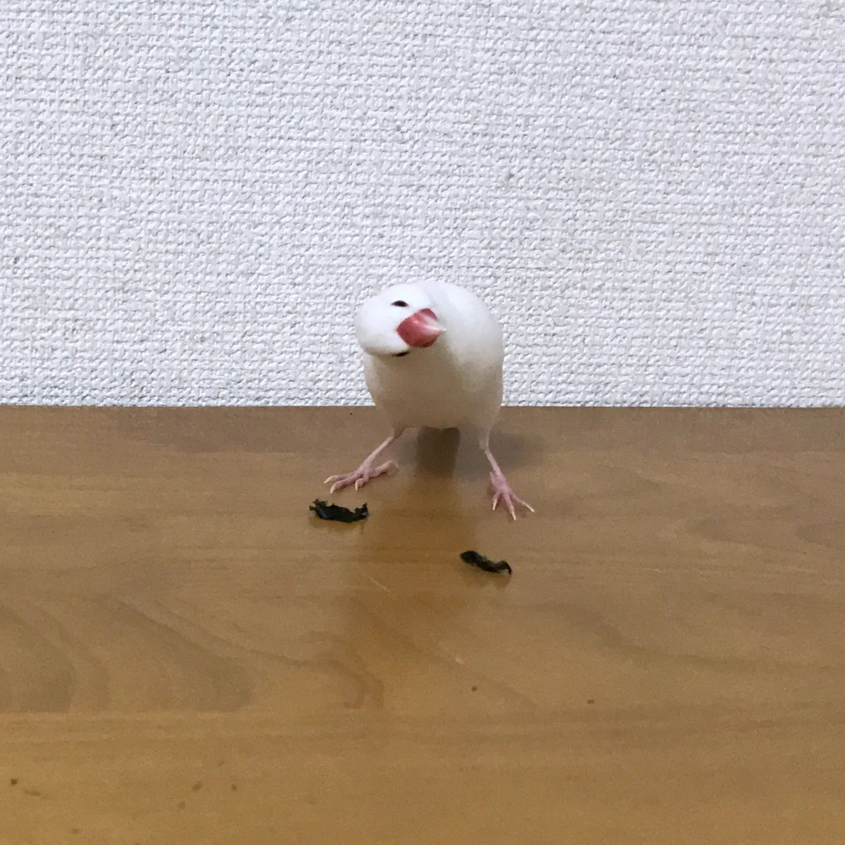 海苔が不思議で仕方ない文鳥さん！