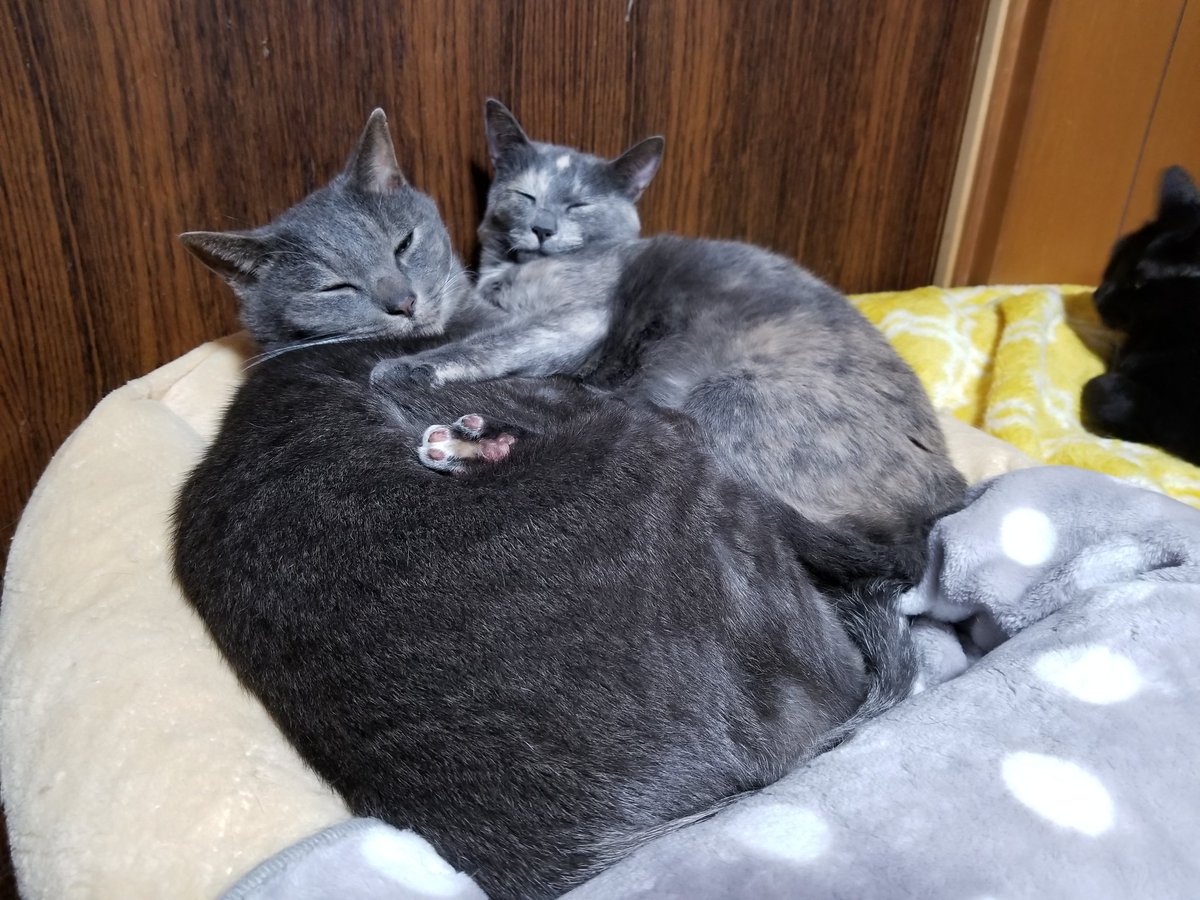 保護猫 古民家 Cafe Gatto On Twitter 日直 みつば 火 ってさっきあげてしまったけど 26 水 だった Fwf 訂正m M 寒いのでくっつき寝のチロときんつば ェ ねこ 猫好き 縁結び 里親募集型保護猫カフェ Cafegatto 古民家カフェ 古民家 くっつき寝 猫