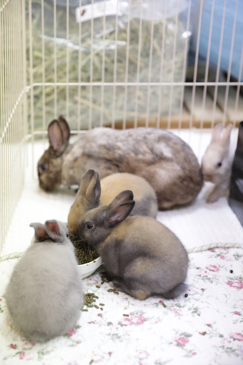 Save The Rabbits Di Twitter データ貰ったので過去写真ですが紹介していきますね まずはローラちゃんとお子様たち 上から うさぎのローラ うさぎのリゲル うさぎのスピカ うさぎのミモザ ベガは と思った方 二枚目以降へどうぞ ローラbaby 里親募集中