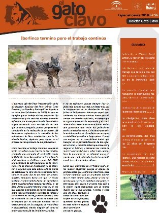 🆕 Ya disponible el último número de #ElGatoClavo! Con el balance de todo el proyecto #LIFE #Iberlince: datos del censo de población del #linceibérico 🐱, las sueltas, una entrevista con <a href="/miguelsimon03/">Miguel Simón</a>... Y los objetivos para el futuro ➡️bit.ly/2T9CyjV #LIFEprogramme