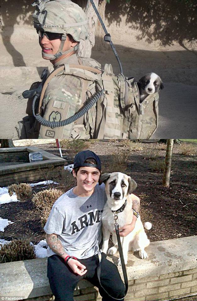 AmazingPups's tweet photo. Puppy found in combat before and after https://t.co/kH9v3T6kGt