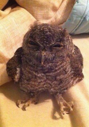 GreatestAnimals's tweet photo. If you're in the mood for an owl that looks like it doesn't trust you, look no further. https://t.co/zT3RMx8QIr