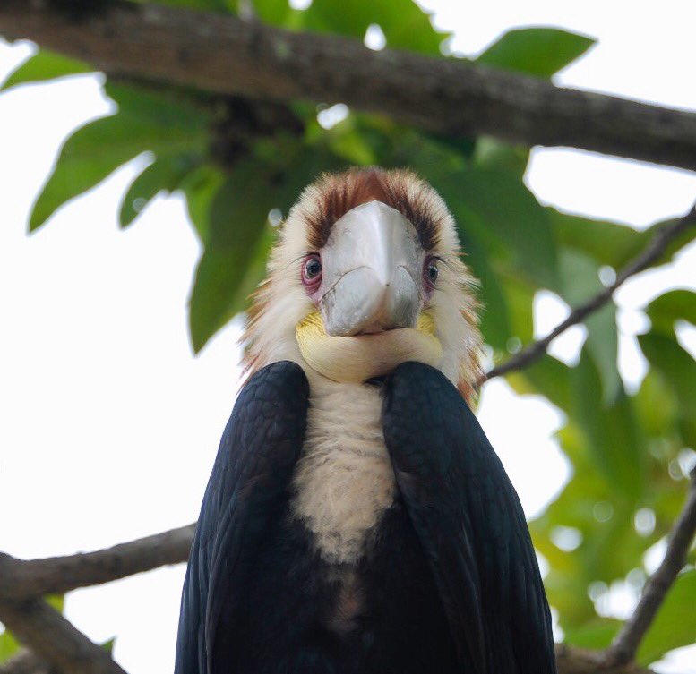 Khairul Abdi On Twitter Julang Emas Rangkong