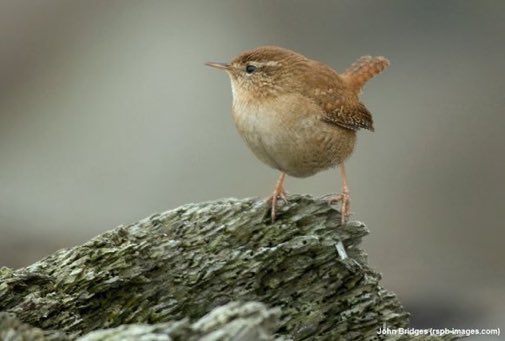 LGSpace's tweet photo. In winter, tiny birds like wrens sleep together at night for warmth. 63 wrens were once found in a single nest box! Via @Natures_Voice 
#wildlife https://t.co/zAzRlgJ0QT