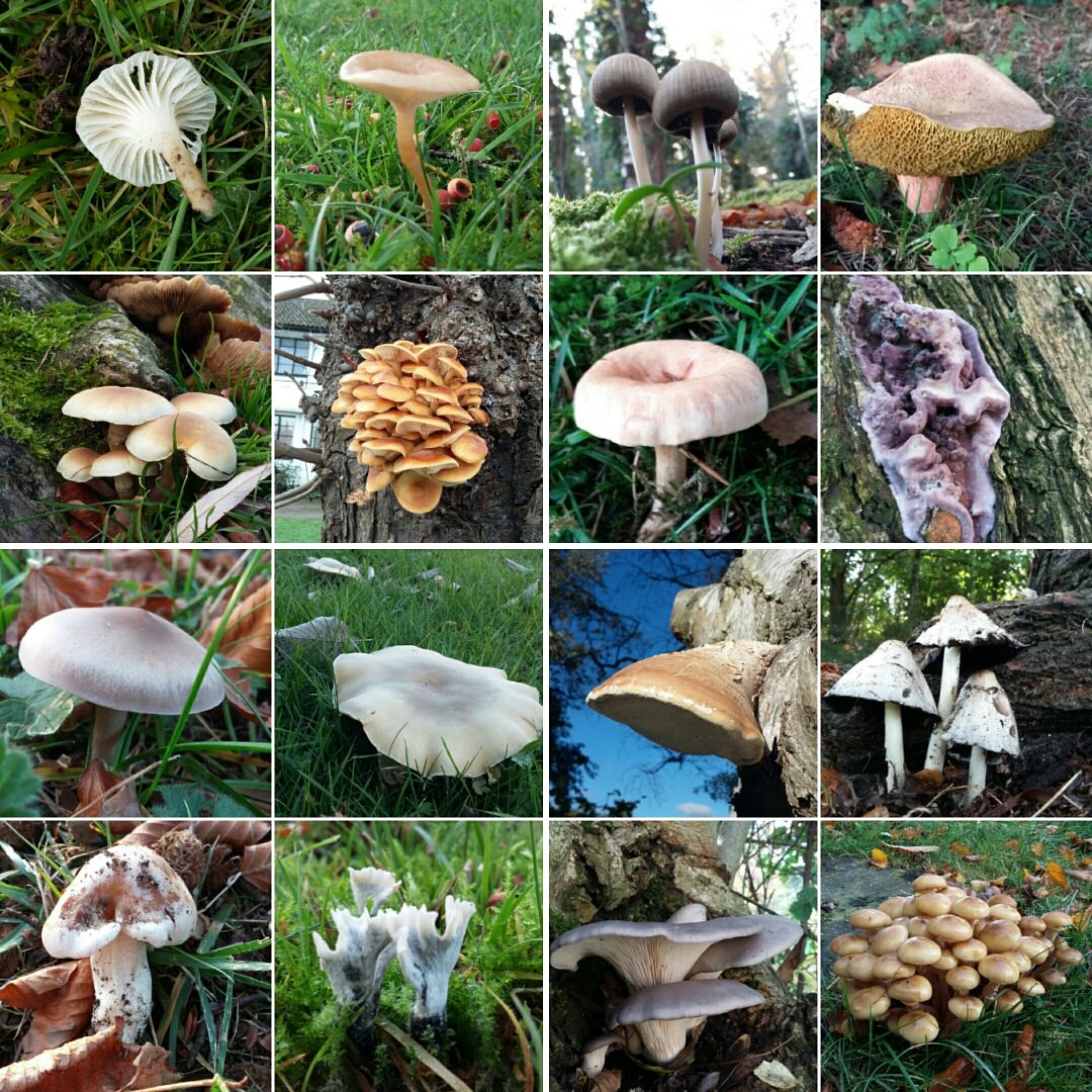 Mushroamer's tweet photo. Just a few of Cambridge's fungi on show around the city this winter.
#wintermushrooms https://t.co/VHwiWM7grv