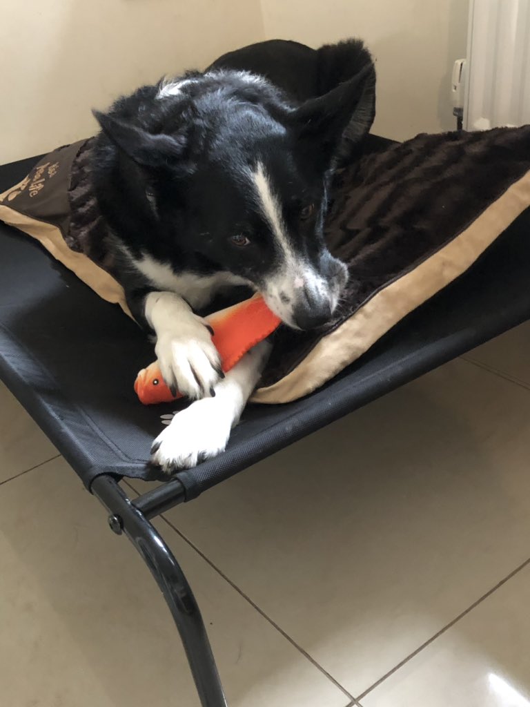PawPalm's tweet photo. https://t.co/v50FqGXd8F