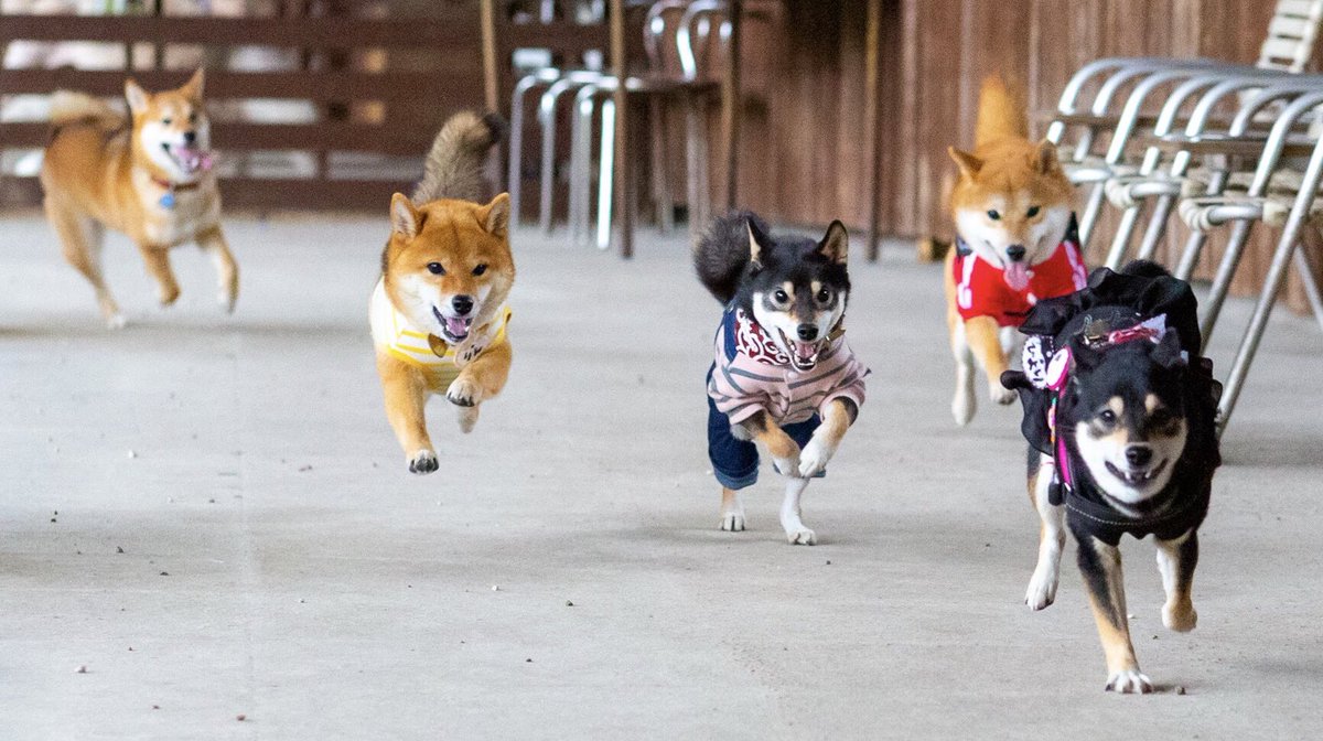 柴犬りん Shiba Inu Rin 飛行犬大集合 柴会でたくさん撮れた飛行犬詰め合わせ 少しでも4つの脚 が地面から離れてるのをチョイスしました 柴犬 飛行犬 柴犬りん Shiba Inu Rin 飛行犬大集合 柴会でたくさん撮れた飛行犬詰め合わせ 少しでも4つの脚 が地面から離れてるのをチョイスしました 柴犬 飛行犬