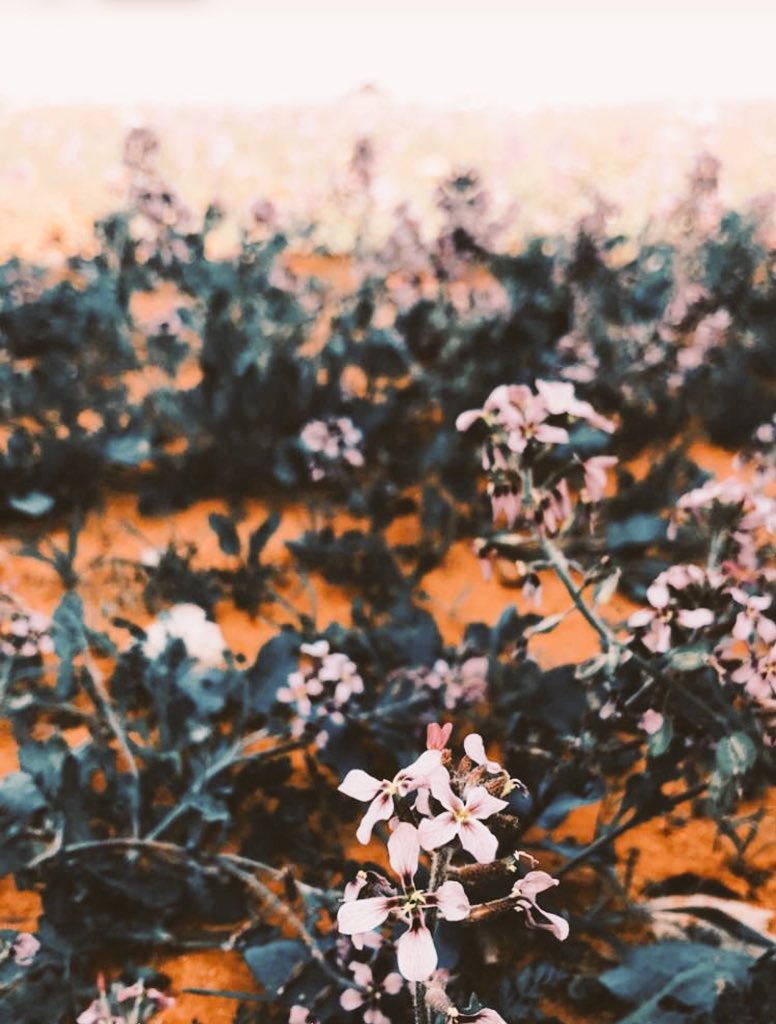 raid_58's tweet image. اسعد الله مسائكم، من روضة خريم