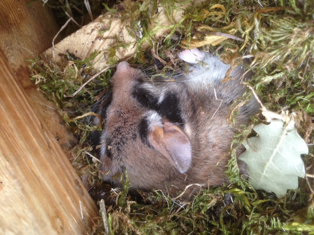 Dormint la mona #BonNadal #hiverna #liron #segarrejant