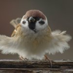 飛び出した羽がまるでドレスのような雀がかわいい マリリンモンローみたい So Cute Togetter 飛び出した羽がまるでドレスのような雀がかわいい マリリンモンローみたい So Cute Togetter