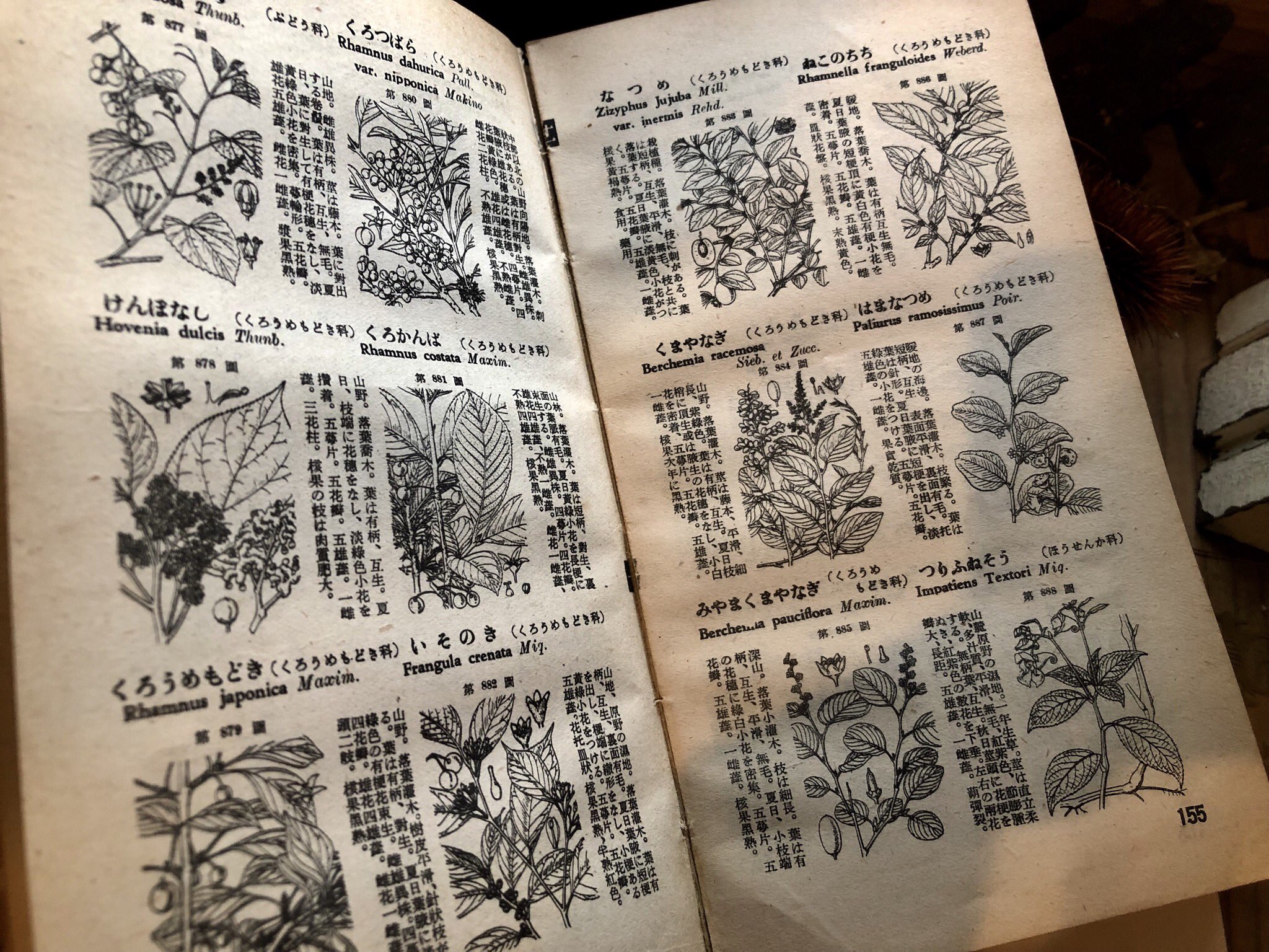 古い植物図鑑　他セット ENCYCLOPEDIA OF FLOWERS Ⅵ 植物図鑑 – 青幻舎オンラインショップ