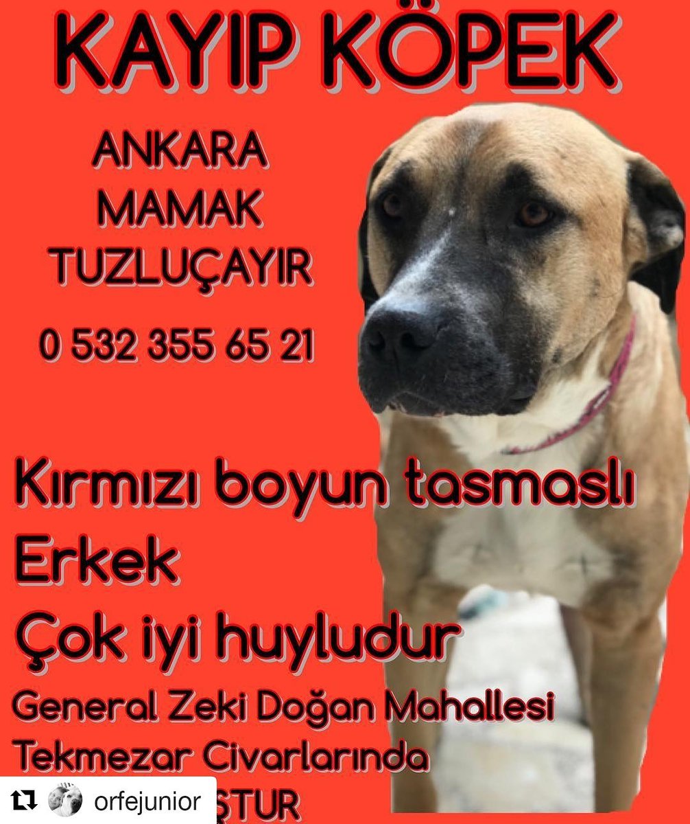 Ankarahayvansahiplendirme Twitter Search