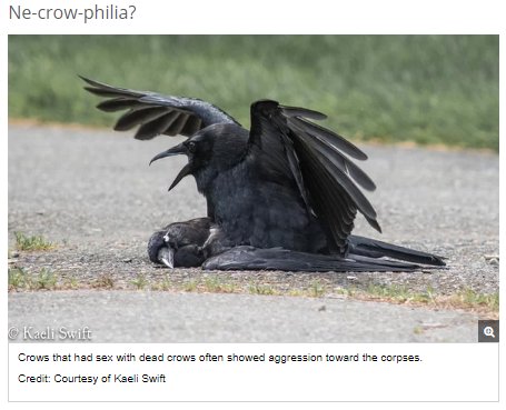 岡沢 秋 Maat 死体とsexしてしまうカラスさん Ne Crow Philia のジョークがツボに入った そのセンスは嫌いじゃない 岡沢 秋 Maat 死体とsexしてしまうカラスさん Ne Crow Philia のジョークがツボに入った そのセンスは嫌いじゃない
