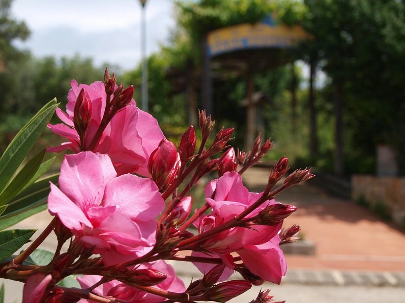 «This was the best #camping site I've ever been to ★★★★★» —Clint, a happy customer calallevado.com #InCostaBrava #TossadeMar