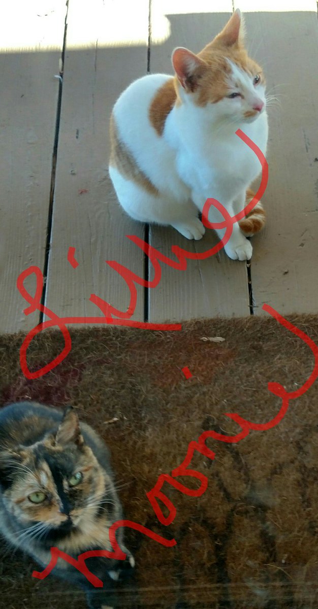 HildaJeanCrowd3's tweet photo. Are here now. https://t.co/1UxqZJoSYW