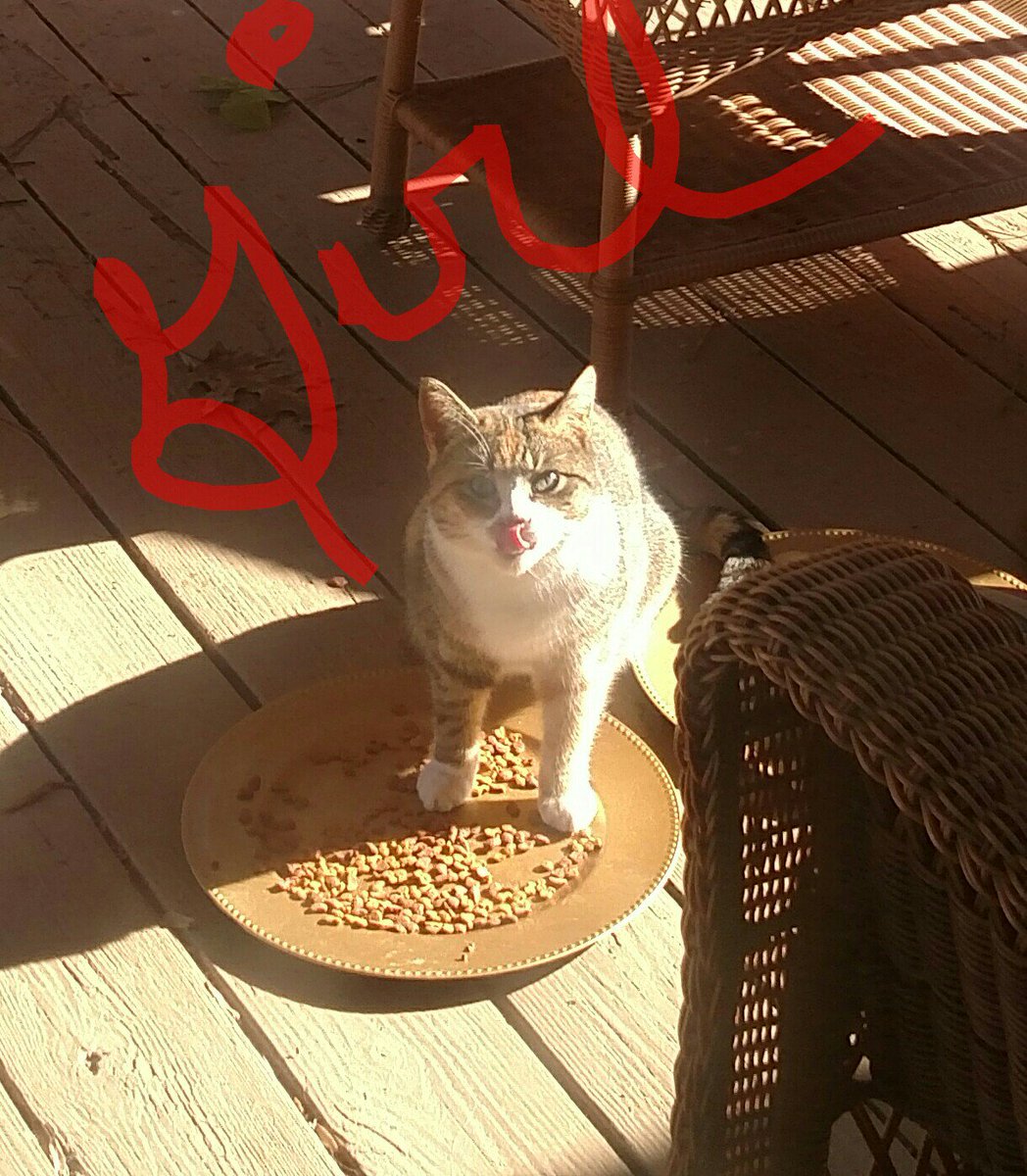 HildaJeanCrowd3's tweet photo. Girl...the mother of the kittens. https://t.co/mDwse6wk4q