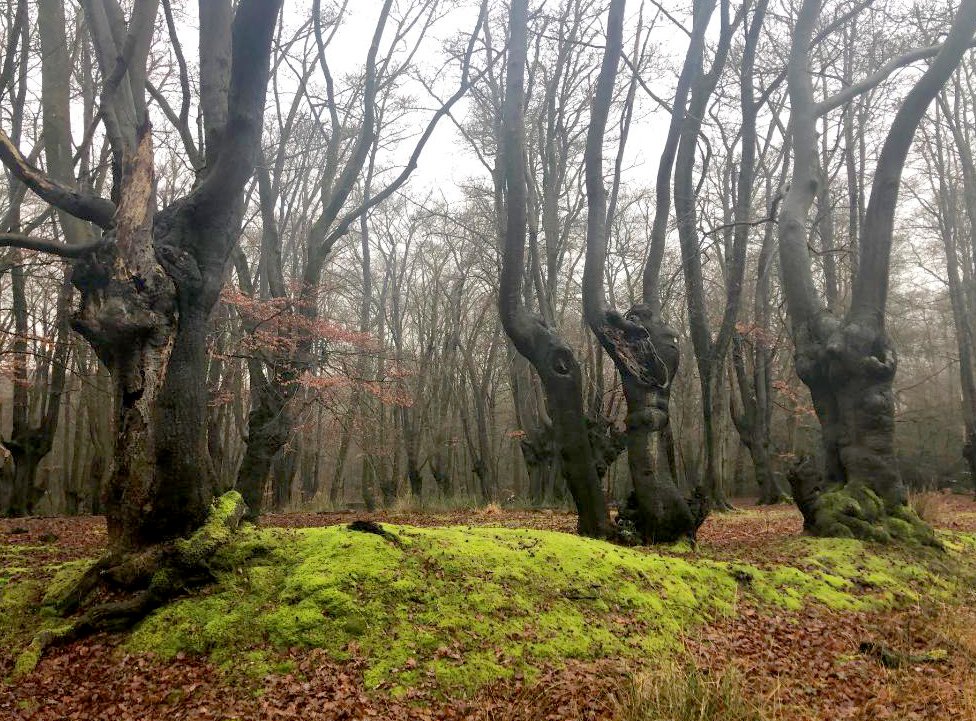 EppingPoet's tweet photo. Hurrah! Hooray!
  It’s Boxing Day,
  Although it’s somewhat murky.
  We’ve had our feast
  So now, at least,
  There’s no more flipping turkey.
#EppingForest #BoxingDay #Poetry #forests https://t.co/7XkDjhIsq2