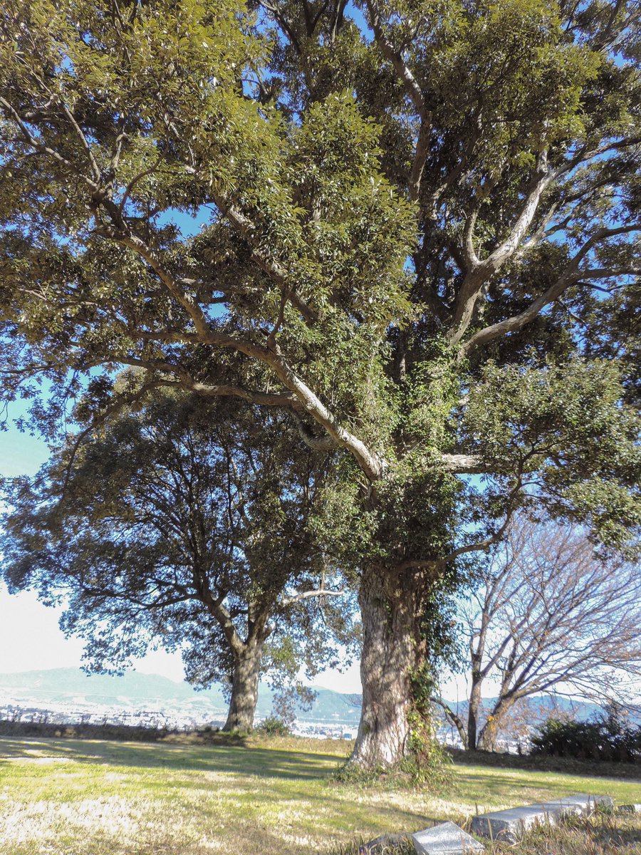 iemon774's tweet photo. 1枚目、そのまま。2枚目、編集後。いただいたCOOLPIX P520の写真をイジってみた。好みはそれぞれなんだろうけど、どーもオレは色の感じがビビッドなのが好きっぽい。IOS版のLightRoomで遊んでみたんだけどこんな感じになりましたw
#COOLPIX
#P520
#IOS
#LightRoom https://t.co/7hqKR0s0rs