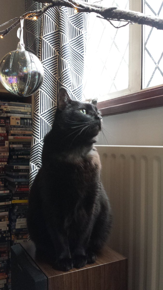 Pluto the Cat tweet media