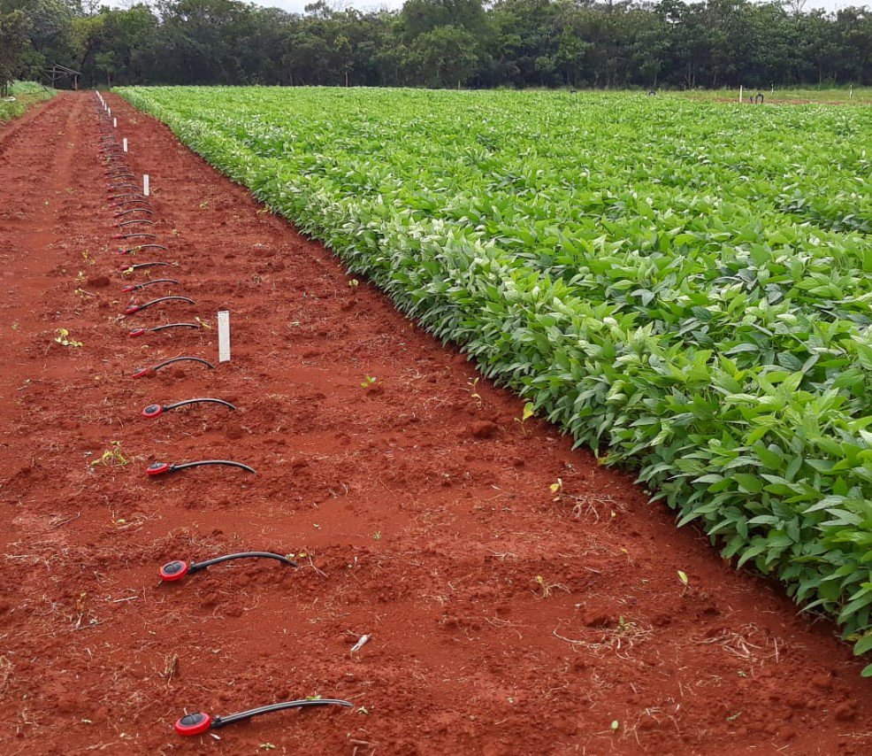 RivulisOfficial's tweet photo. Addressing the challenges of #Soybean_production in #Brazil : Adopting advanced #Agro_technologies such as #Sub_surface #Drip_irrigation using @NaanDanJain's #TopDrip  with #Lateral_Flush_Valves. https://t.co/vUUGFSKUBE
