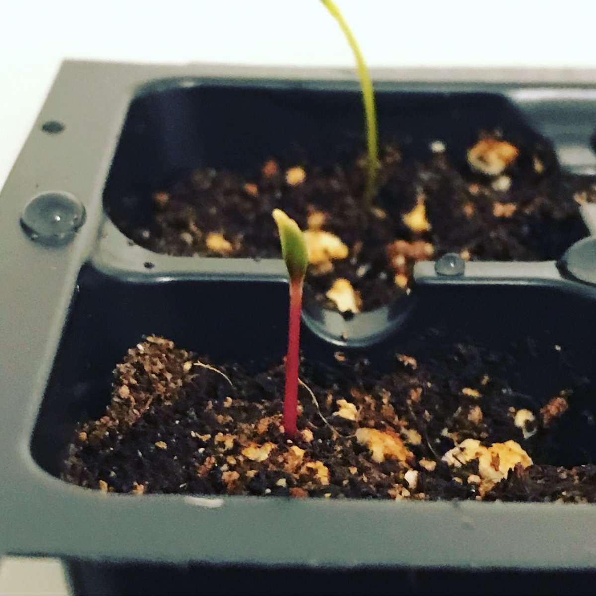 floratimelapse's tweet photo. Next time lapse will be rainbow chard! Wish me luck. #timelapse #timelapsephotography #plants #chard #rainbow #flowers #flowertimelapse #flower #photography #gardening #indoorgardening https://t.co/rp1gwZUoCL