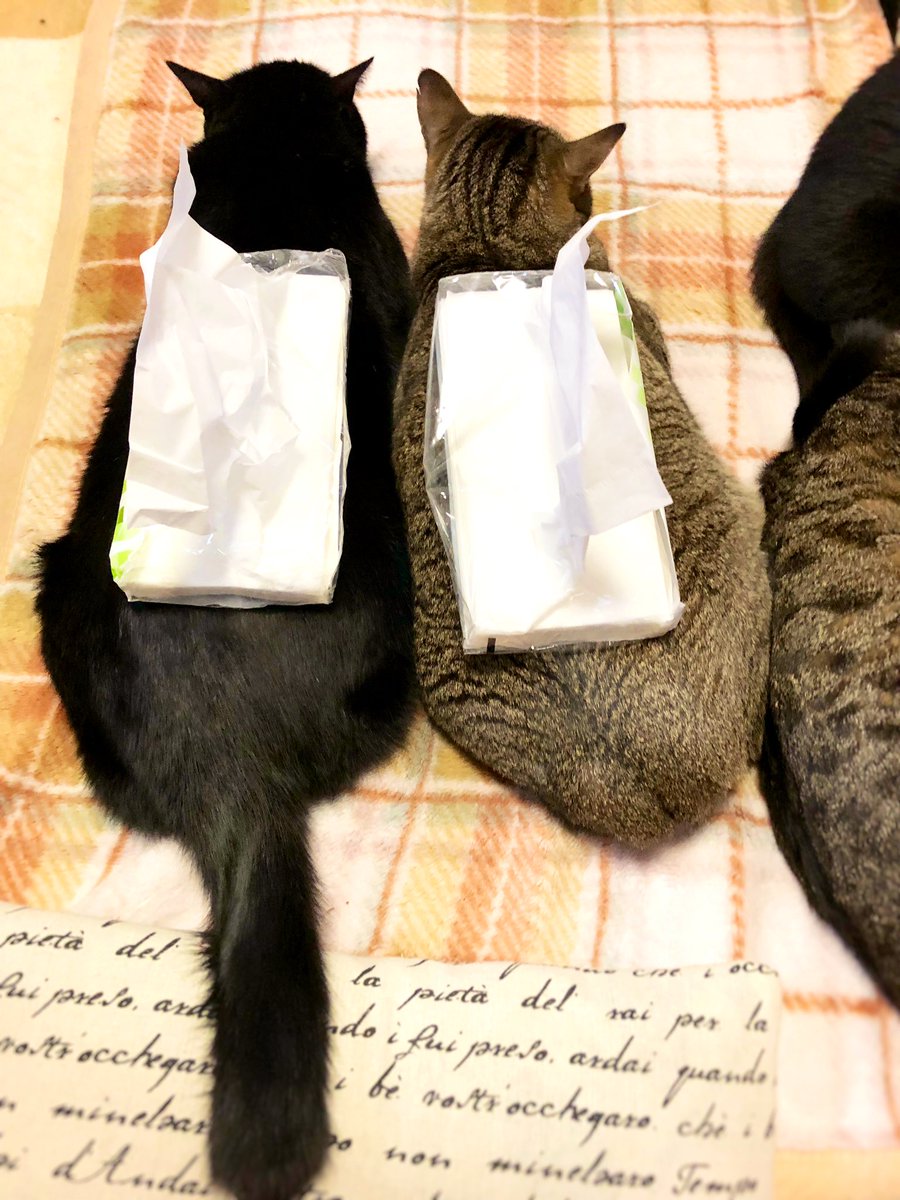 33 C T ねこ カバー キャット ケース ティッシュ ネコ ハンドメイド プレゼント 仲良し 保育園 幼稚園 猫 瞳の綺麗な猫 贈り物 74 Off ハンドメイド