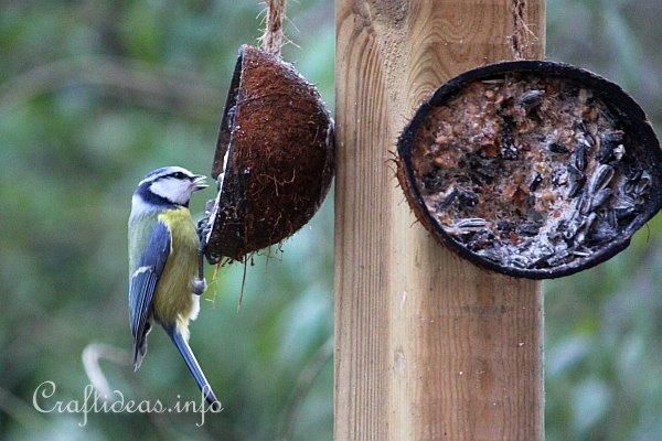 Christmas Crafts On Twitter Coconut Bird Feeder Mind Blown