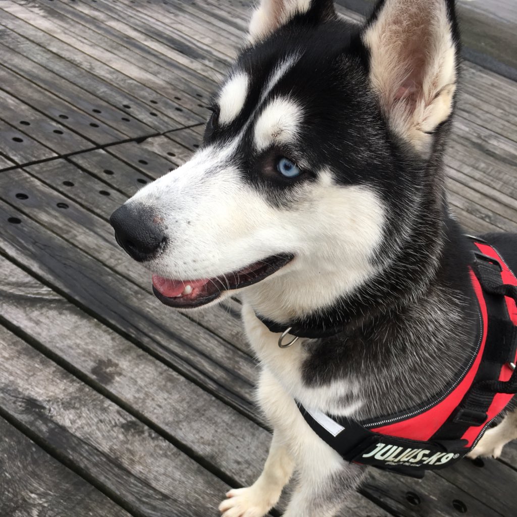 Victoria Hockley tweet media