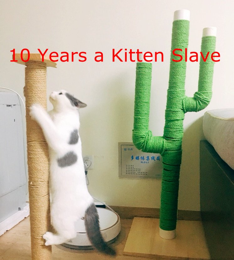 Cat Yum tweet media