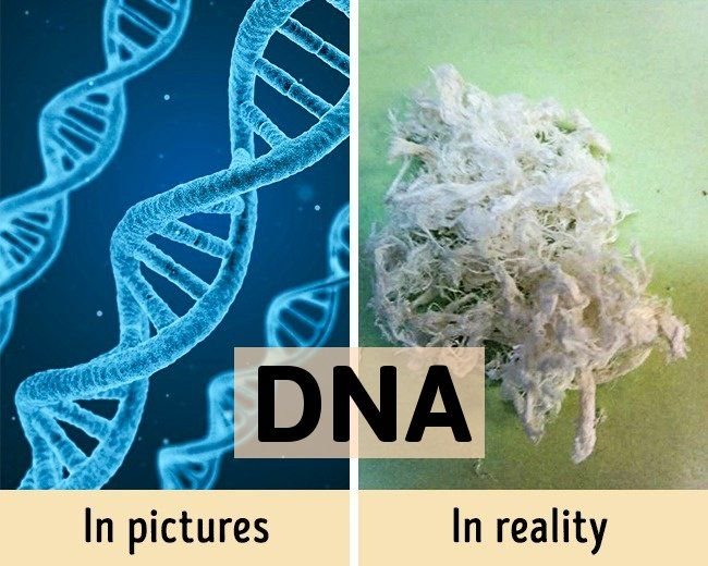Sudah pernah lihat bentuk fisik dari DNA?

Bentuk aslinya seperti gumpalan benang seperti ini..
